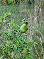 Cirsium arvense