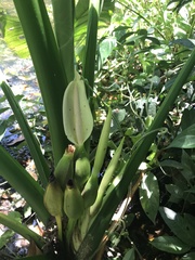 Xanthosoma