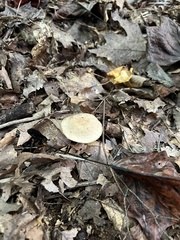 Ampulloclitocybe clavipes