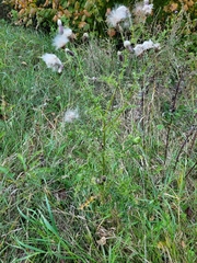 Cirsium arvense