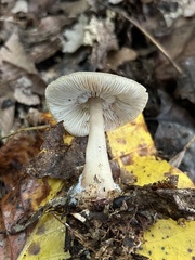 Ampulloclitocybe clavipes