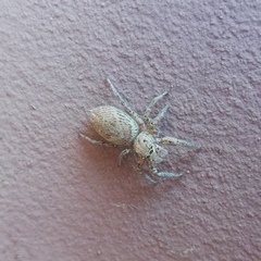 Plexippus devorans