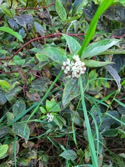 Cornus sericea