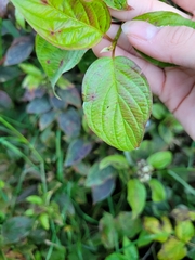 Cornus sericea