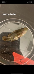 Tautogolabrus adspersus