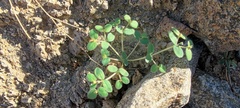 Euphorbia setiloba