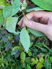Cornus sericea