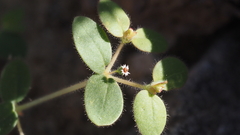 Euphorbia setiloba