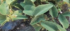 Horsfordia newberryi