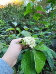 Cornus sericea