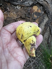 Buchwaldoboletus sphaerocephalus
