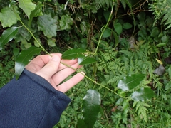 Passiflora tetrandra