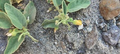 Horsfordia newberryi