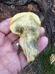 Buchwaldoboletus sphaerocephalus