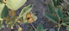 Horsfordia newberryi