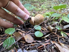 Chroogomphus tomentosus