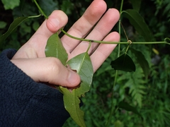 Passiflora tetrandra