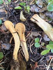 Chroogomphus tomentosus