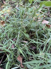 Muhlenbergia schreberi