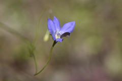 Wahlenbergia stricta