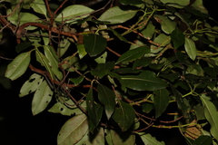 Lophostemon confertus