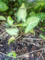 Syngonium podophyllum
