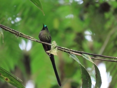 Aglaiocercus