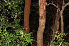 Lophostemon confertus