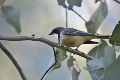 Pachycephala rufiventris