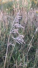 Bromus inermis