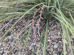Hesperaloe