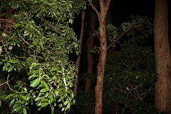 Lophostemon confertus