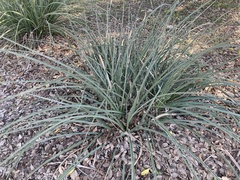 Hesperaloe