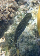 Siganus spinus