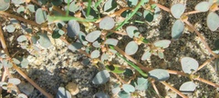 Euphorbia micromera