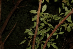 Lophostemon confertus