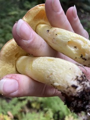 Neoboletus pseudosulphureus