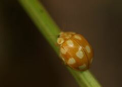 Calvia decemguttata