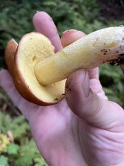 Neoboletus pseudosulphureus