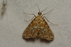 Elophila icciusalis