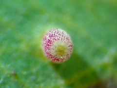 Neuroterus saltatorius