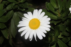 Leucanthemum × superbum