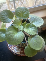 Streptocarpus ionanthus