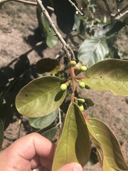 Psidium