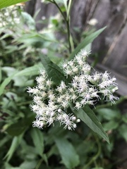 Eupatorium serotinum