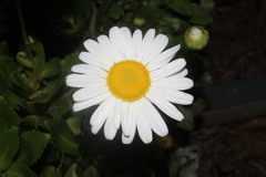 Leucanthemum × superbum