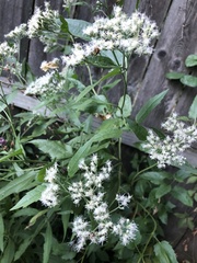 Eupatorium serotinum