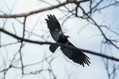 Cathartes melambrotus