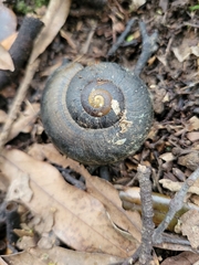 Powelliphanta traversi otakia