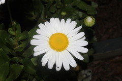 Leucanthemum × superbum